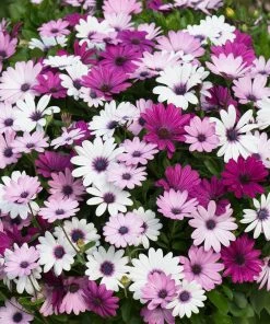 Roots Plants Mixed Osteospermum 'Berries & Cream' Jumbo Plug Plants | Akila F1 Series