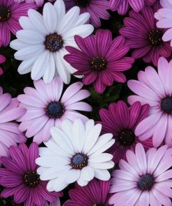 Roots Plants Mixed Osteospermum 'Berries & Cream' Jumbo Plug Plants | Akila F1 Series
