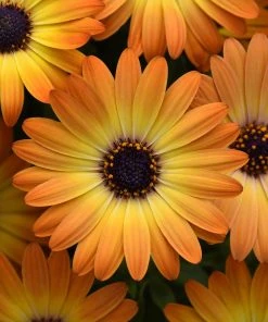 Roots Plants 12 Best Annuals For Hanging Baskets | Sunny Shades | Jumbo Plug Plants Calibrachoas