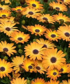 Roots Plants Osteospermum 'Serenity Sunshine Beauty' Jumbo Plug Plants