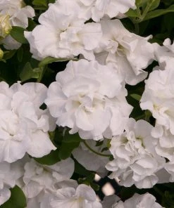 Roots Plants Petunia Tumbelina 'Dianna' Jumbo Plug Plants