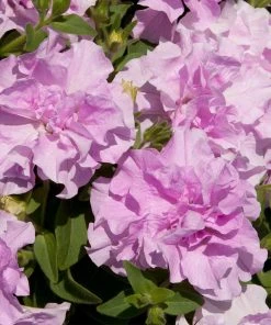 Roots Plants Petunia Tumbelina 'Raphaella' Jumbo Plug Plants Petunias