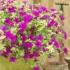 Roots Plants Petunias Petunia Surfinia 'Purple Variegated' Jumbo Plug Plants
