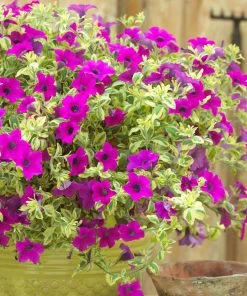 Roots Plants Petunias Petunia Surfinia 'Purple Variegated' Jumbo Plug Plants