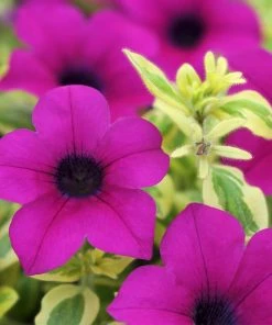 Roots Plants Petunias Petunia Surfinia 'Purple Variegated' Jumbo Plug Plants
