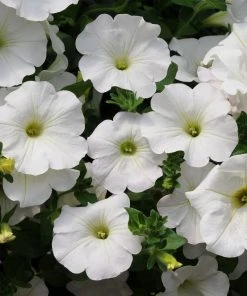 Roots Plants 12 Scented Annuals For Hanging Baskets | The Summer Breeze Collection | Nemesia & Petunias All Annual Bedding