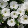 Roots Plants Petunias Petunia Surfinia Snow | Jumbo Plug Plants