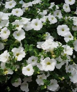Roots Plants 12 Scented Annuals For Hanging Baskets | The Summer Breeze Collection | Nemesia & Petunias All Annual Bedding