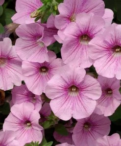 Roots Plants Petunia Surfinia 'Sweet Pink' Jumbo Plug Plants Petunias