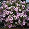 Roots Plants Petunia Surfinia 'Sweet Pink' Jumbo Plug Plants Petunias