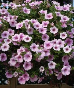 Roots Plants Petunia Surfinia 'Sweet Pink' Jumbo Plug Plants Petunias