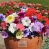 Roots Plants 40 Mixed Petunia 'Frenzy' Plug Plants
