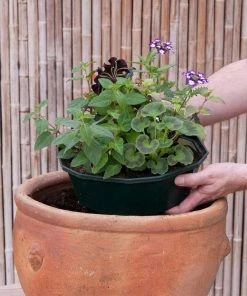 Roots Plants Sea Blues' | Instant Designer Hanging Basket