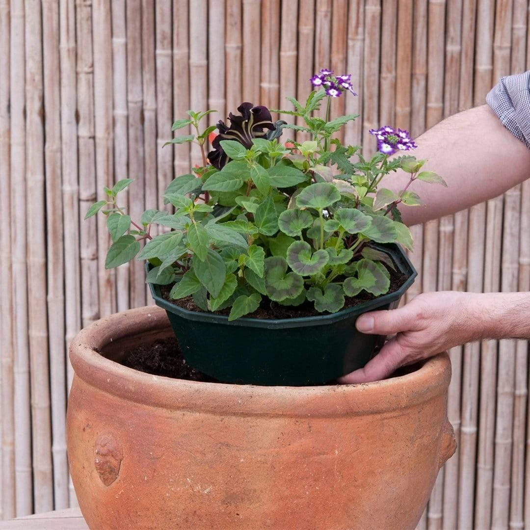 Roots Plants All Annual Bedding Sophistication' | Instant Designer Hanging Basket 6 Roots Plants All Annual Bedding Sophistication' | Instant Designer Hanging Basket