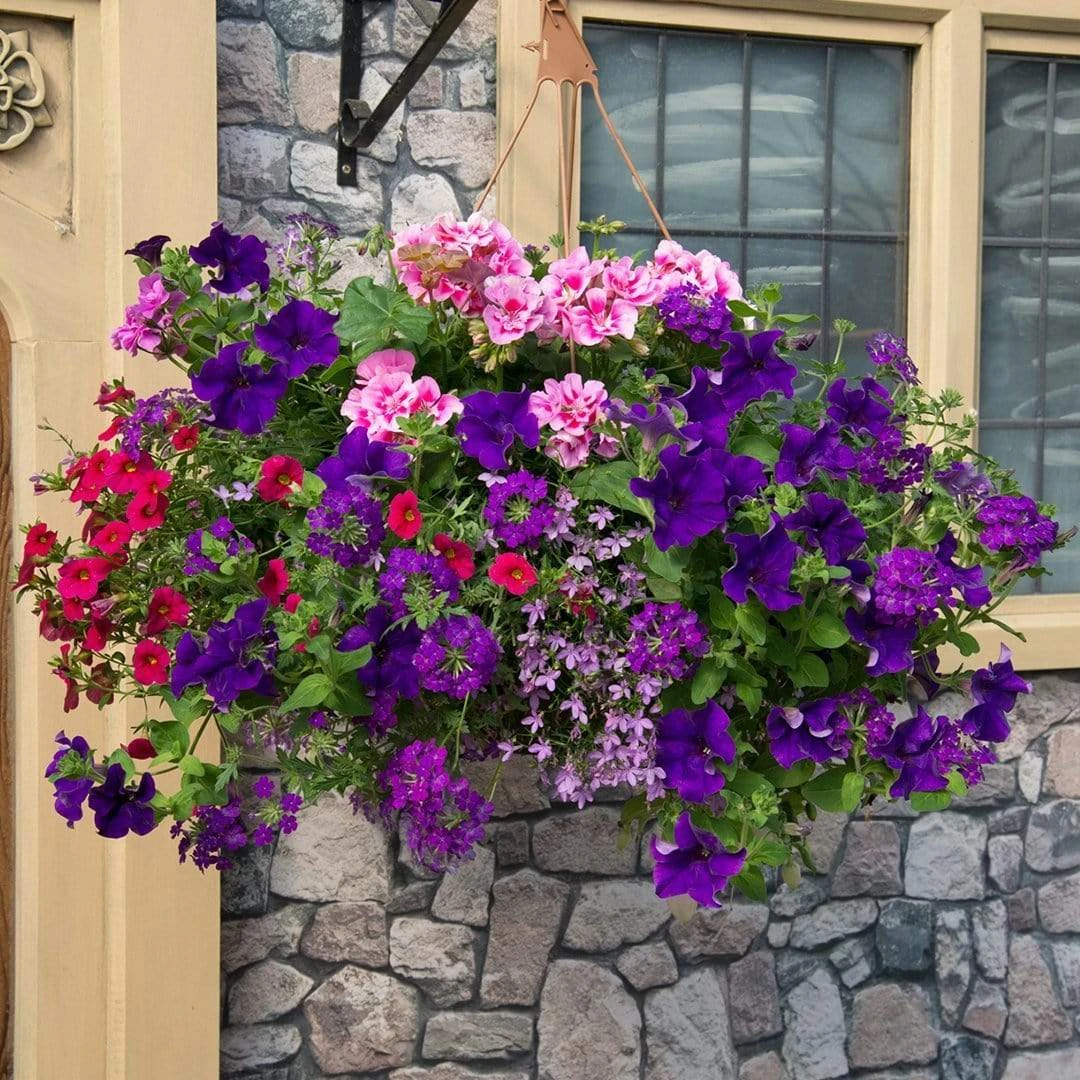 Roots Plants All Annual Bedding Sophistication' | Instant Designer Hanging Basket 3 Roots Plants All Annual Bedding Sophistication' | Instant Designer Hanging Basket