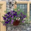 Roots Plants Sea Blues' | Instant Designer Hanging Basket