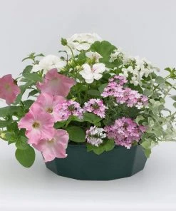 Roots Plants Bridal Bouquet' | Instant Designer Hanging Basket All Annual Bedding
