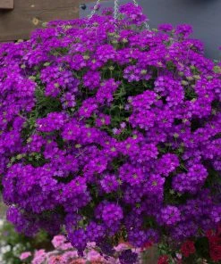 Roots Plants Verbena 'Enchantment Purple' Jumbo Plug Plants Verbenas