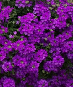 Roots Plants Verbena 'Enchantment Purple' Jumbo Plug Plants Verbenas