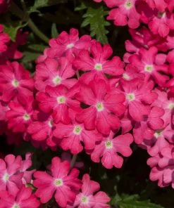 Roots Plants Verbena 'Enchantment Coral' Jumbo Plug Plants