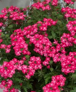 Roots Plants Verbena 'Enchantment Coral' Jumbo Plug Plants