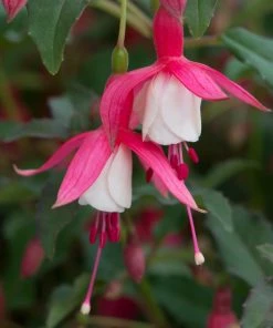 Roots Plants Hardy Fuchsia 'Alice Hoffman' Jumbo Plug Plants Fuchsias