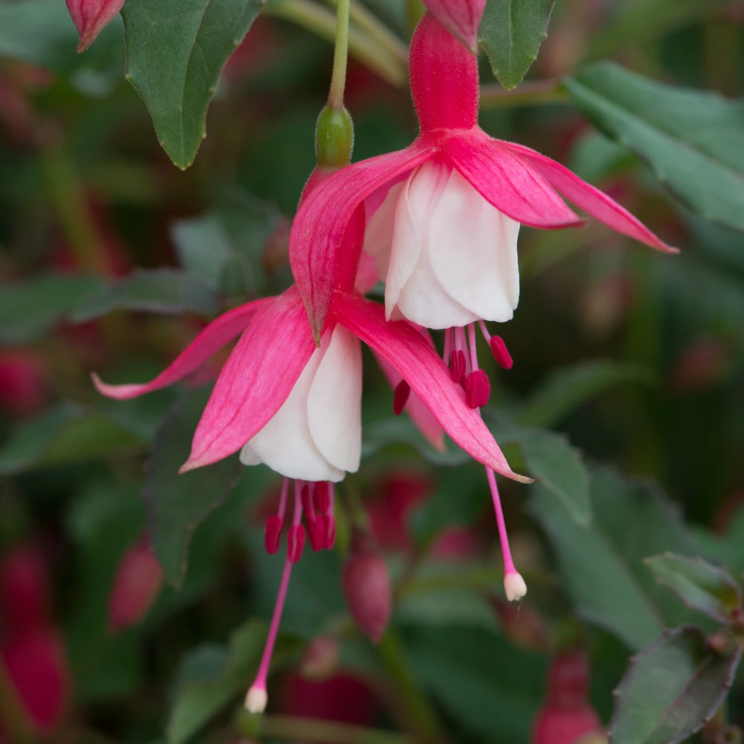 Roots Plants Hardy Fuchsia 'Alice Hoffman' Jumbo Plug Plants Fuchsias 3 Roots Plants Hardy Fuchsia 'Alice Hoffman' Jumbo Plug Plants Fuchsias