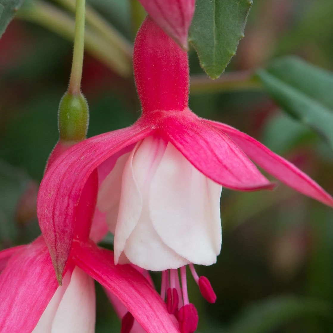 Roots Plants Hardy Fuchsia 'Alice Hoffman' Jumbo Plug Plants Fuchsias 4 Roots Plants Hardy Fuchsia 'Alice Hoffman' Jumbo Plug Plants Fuchsias