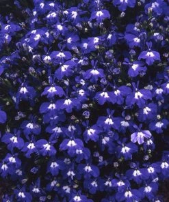 Roots Plants 40 Trailing Lobelia 'Sapphire' Plug Plants All Annual Bedding