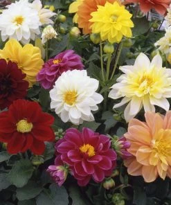 Roots Plants 40 Mixed Dahlia 'Figaro' Plug Plants Dahlias