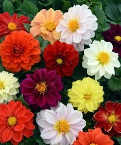 Roots Plants 40 Mixed Dahlia 'Figaro' Plug Plants Dahlias