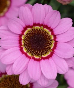 Roots Plants Argyranthemum Grandaisy 'Pink Halo' Jumbo Plug Plants All Annual Bedding