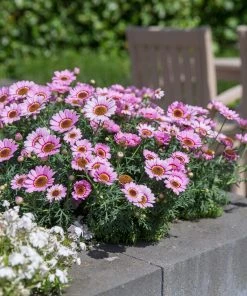 Roots Plants Argyranthemum Grandaisy 'Pink Halo' Jumbo Plug Plants All Annual Bedding