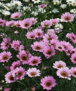 Roots Plants Argyranthemum Grandaisy 'Pink Halo' Jumbo Plug Plants All Annual Bedding