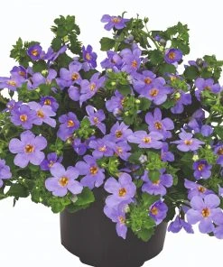 Roots Plants Bacopa 'Megacopa Blue' Jumbo Plug Plants