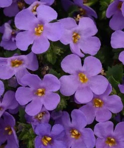 Roots Plants Bacopa 'Megacopa Blue' Jumbo Plug Plants
