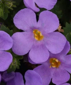 Roots Plants Bacopa 'Megacopa Blue' Jumbo Plug Plants