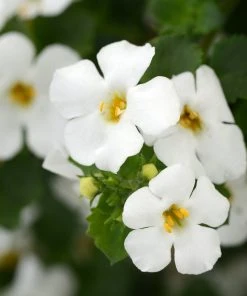 Roots Plants Bacopa 'Megacopa White' Jumbo Plug Plants