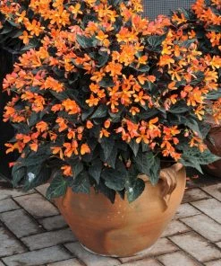 Roots Plants Begonia 'Glowing Embers' Jumbo Plug Plants Begonias