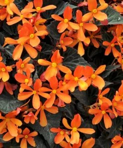 Roots Plants 12 Annuals For Pots | The Amethyst And Topaz Collection | Begonia, Osteospermum & Verbena