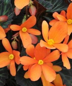 Roots Plants 12 Annuals For Pots | The Amethyst And Topaz Collection | Begonia, Osteospermum & Verbena