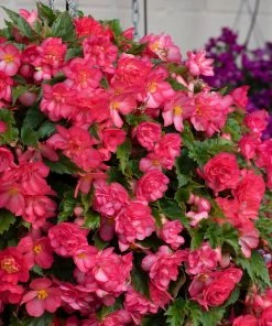 Roots Plants Begonia Nonstop® Joy 'Rose Picotee' Jumbo Plug Plants