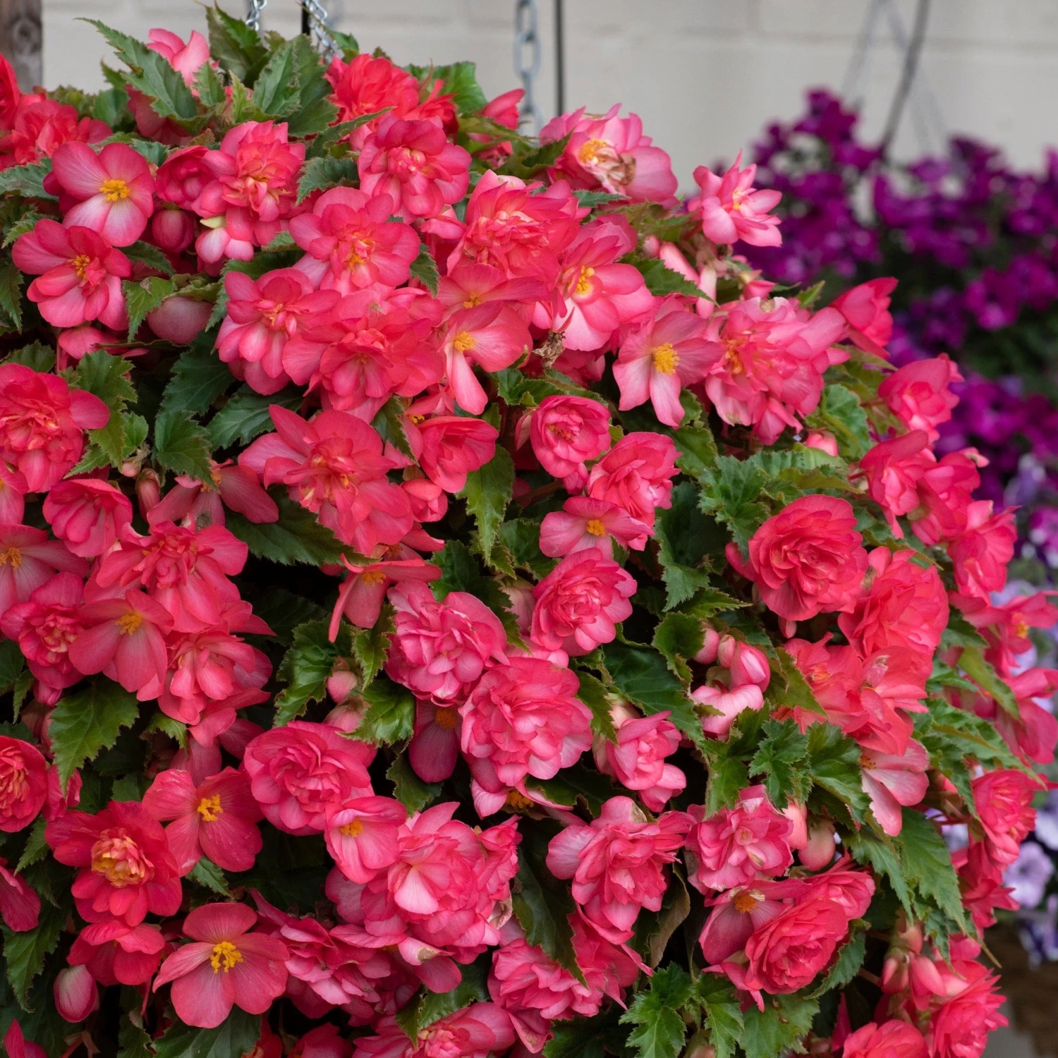 Roots Plants Begonia Nonstop® Joy 'Rose Picotee' Jumbo Plug Plants 3 Roots Plants Begonia Nonstop® Joy 'Rose Picotee' Jumbo Plug Plants