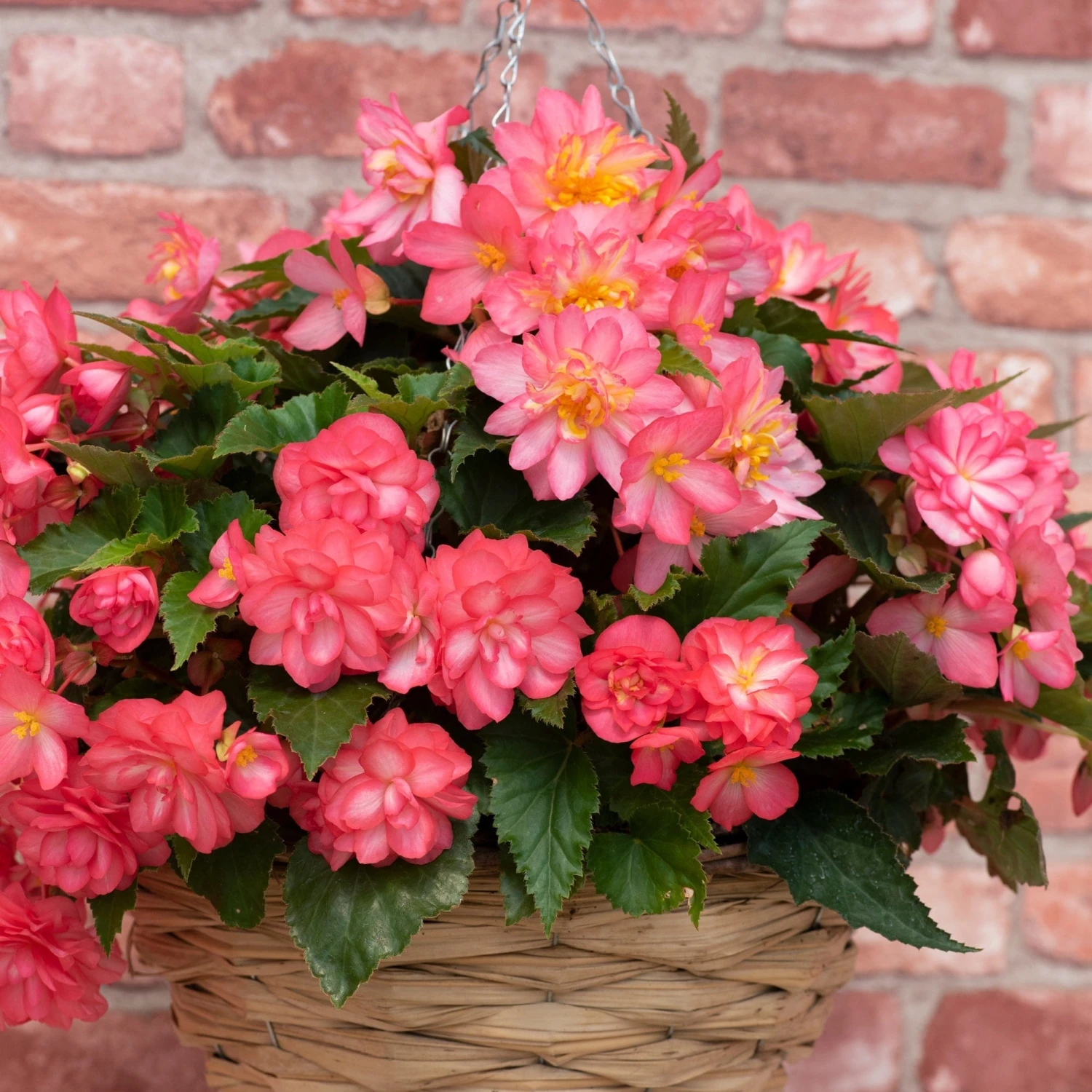 Roots Plants Begonia Nonstop® Joy 'Rose Picotee' Jumbo Plug Plants 4 Roots Plants Begonia Nonstop® Joy 'Rose Picotee' Jumbo Plug Plants