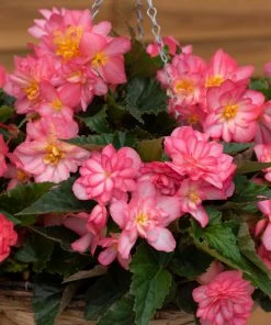 Roots Plants Begonia Nonstop® Joy 'Rose Picotee' Jumbo Plug Plants 20 Roots Plants Begonia Nonstop® Joy 'Rose Picotee' Jumbo Plug Plants