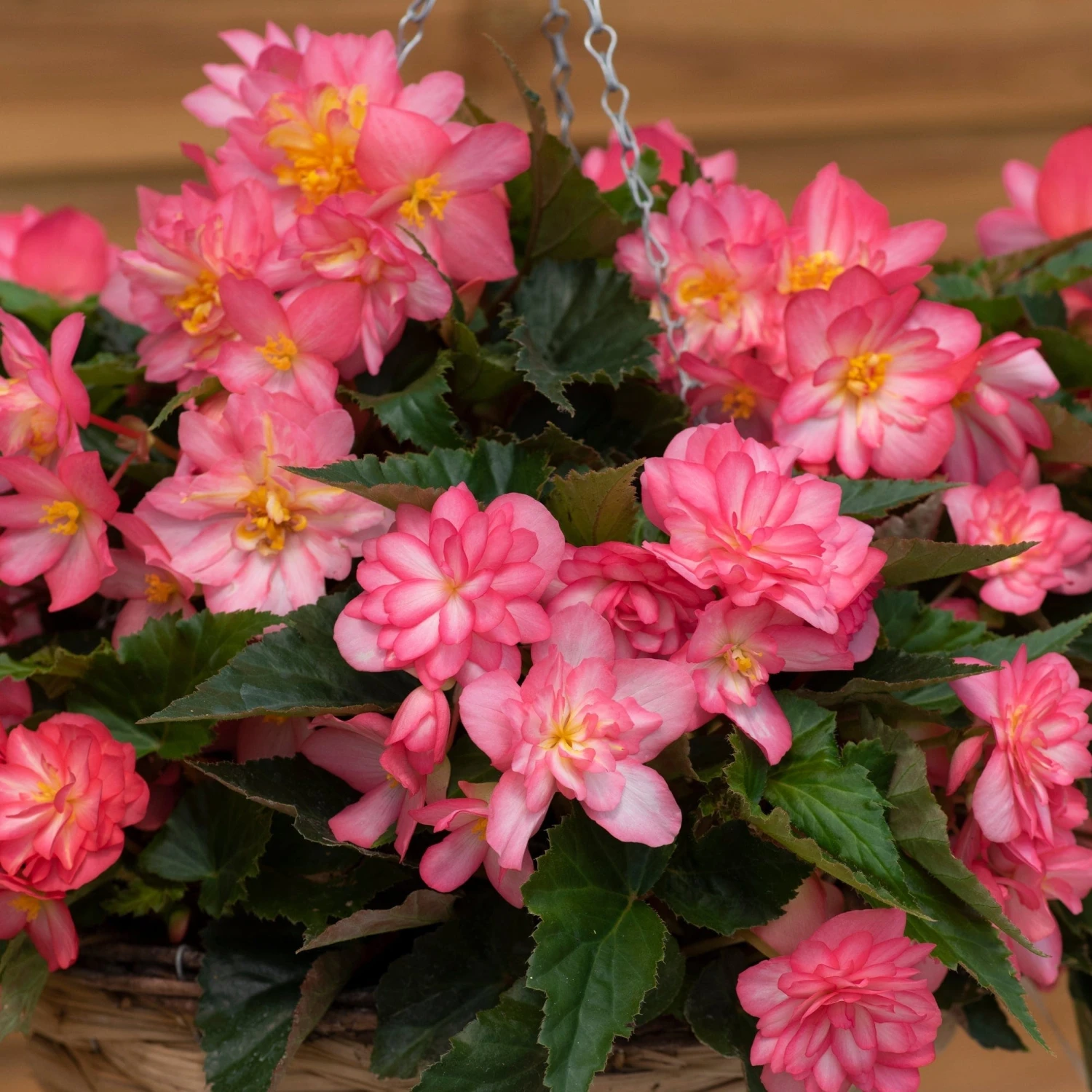 Roots Plants Begonia Nonstop® Joy 'Rose Picotee' Jumbo Plug Plants 11 Roots Plants Begonia Nonstop® Joy 'Rose Picotee' Jumbo Plug Plants