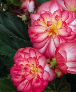 Roots Plants Begonia Nonstop® Joy 'Rose Picotee' Jumbo Plug Plants 18 Roots Plants Begonia Nonstop® Joy 'Rose Picotee' Jumbo Plug Plants