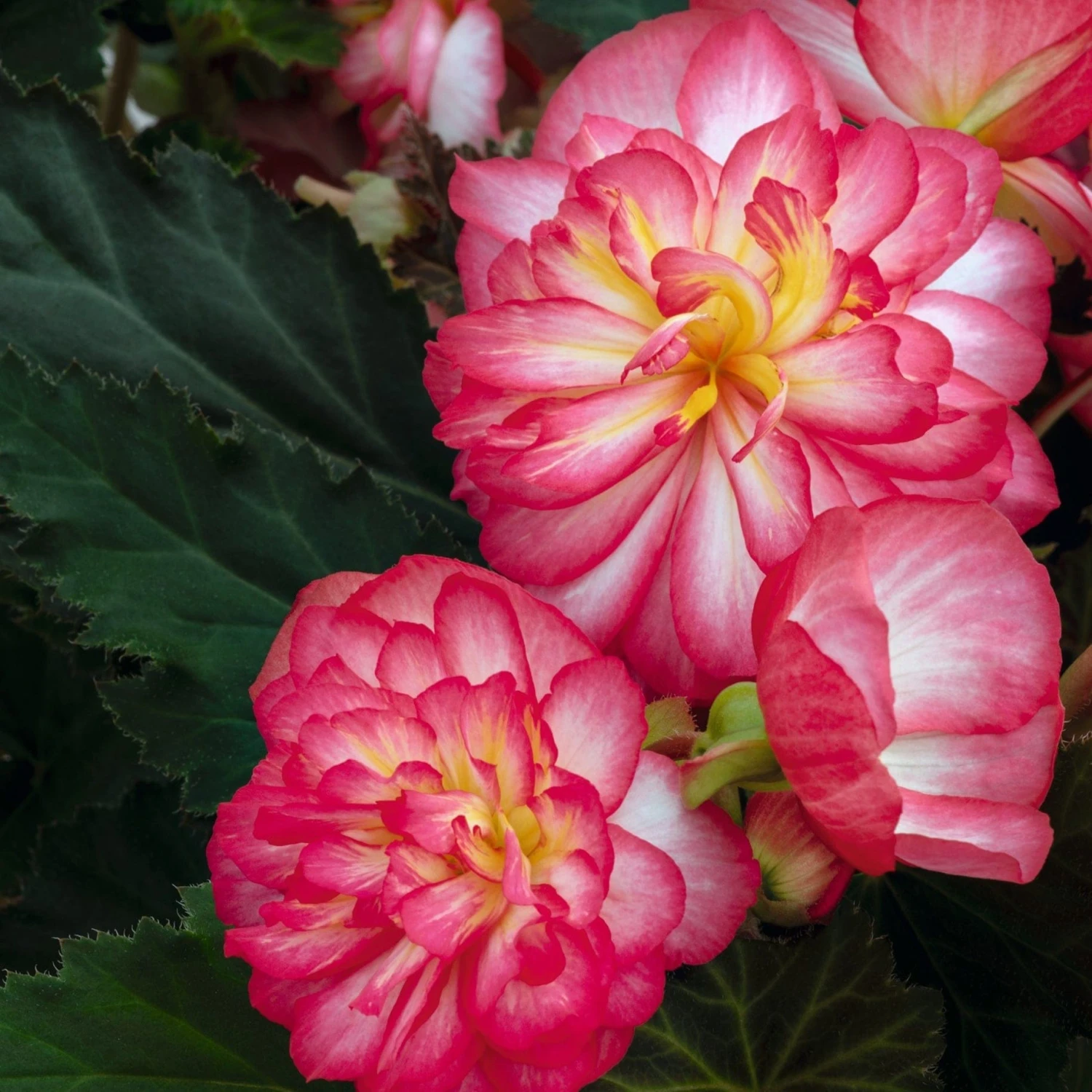 Roots Plants Begonia Nonstop® Joy 'Rose Picotee' Jumbo Plug Plants 9 Roots Plants Begonia Nonstop® Joy 'Rose Picotee' Jumbo Plug Plants