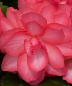 Roots Plants Begonia Nonstop® Joy 'Rose Picotee' Jumbo Plug Plants 17 Roots Plants Begonia Nonstop® Joy 'Rose Picotee' Jumbo Plug Plants