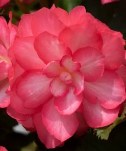 Roots Plants Begonia Nonstop® Joy 'Rose Picotee' Jumbo Plug Plants 16 Roots Plants Begonia Nonstop® Joy 'Rose Picotee' Jumbo Plug Plants